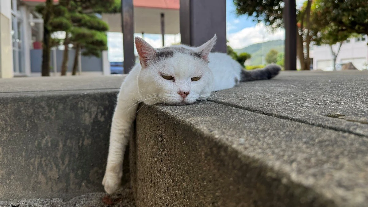 The Kitten Who Wandered Into a Police Academy Is Now a Superintendent