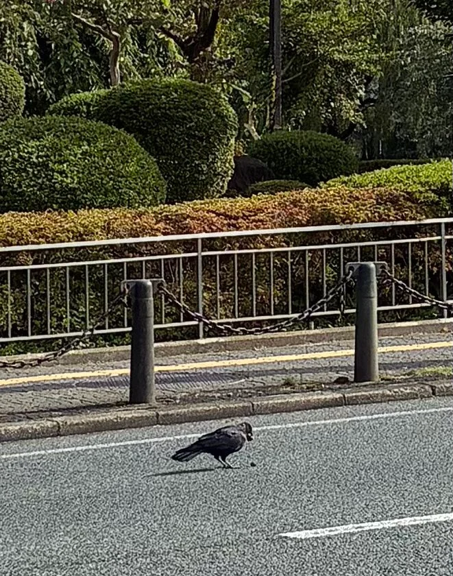 A Crow Put a Nut on the Road. The Marathon Had Closed the Road.