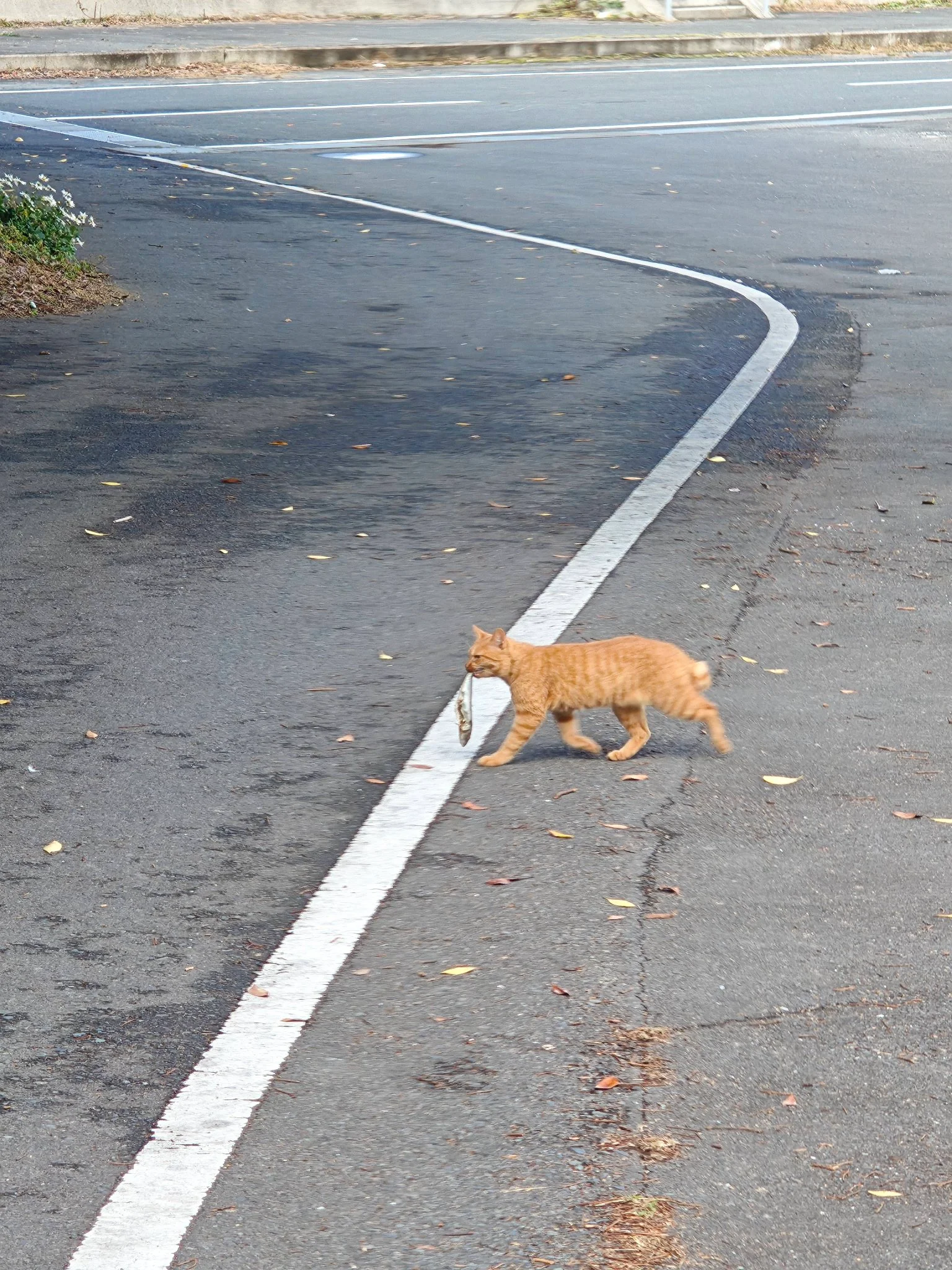 A Cat Was Spotted Strolling Off With a Fish, and Japan Went Looking for the Barefoot Woman Behind It